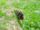 sailor beetles mating (cantharis fusca)