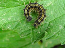 small tortoiseshell-caterpillar (aglais urticae). 2003-05-01, Sony Cybershot DSC-F505. keywords: caterpillar, tortoiseshell