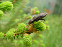 click beetle (agrypnus murina)