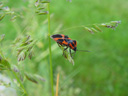 bug. 2003-05-07, Sony Cybershot DSC-F505. keywords: bug, insects