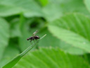 tiny fly. 2003-05-10, Sony Cybershot DSC-F505.