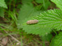 caterpillar. 2003-05-18, Sony Cybershot DSC-F505.