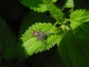 flesh fly (sarcophaga carnaria). 2003-05-25, Sony Cybershot DSC-F505.