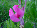 sweet pea (lathyrus odoratus). 2003-06-21, Sony Cybershot DSC-F505.