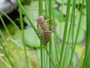 empty dragonfly-skin. 2003-06-04, Sony Cybershot DSC-F505.