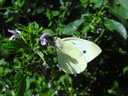 cabbage white butterfly (pieris brassicae). 2003-06-20, Sony Cybershot DSC-F505.