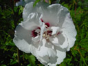 hibiscus-flower (hibiscus syriacus). 2003-07-25, Sony Cybershot DSC-F505.