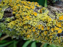 maritime sunburst lichen (xanthoria parietina). 2003-07-25, Sony Cybershot DSC-F505.