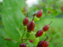 saint-john's-wort fruit (hypericum inodorum). 2003-08-03, Sony Cybershot DSC-F505.