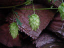 hop (humulus lupulus). 2003-09-01, Sony Cybershot DSC-F505.