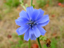 cornflower (centaurea cyanus). 2003-09-02, Sony Cybershot DSC-F505.