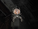 garden spider (araneus diadematus). 2003-08-03, Sony Cybershot DSC-F505.