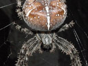 garden spider closeup. 2003-08-03, Sony Cybershot DSC-F505.
