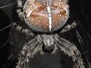 garden spider closeup