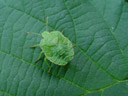 green shield bug (palomena prasina). 2003-08-09, Sony Cybershot DSC-F505.