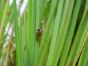 snail-shell on reeds. 2003-07-26, Sony Cybershot DSC-F505.