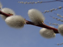 goat willow (salix caprea)
