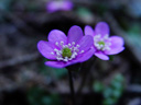 hepatica (hepatica nobilis). 2004-03-17, Sony Cybershot DSC-F717.