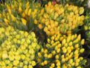 tulips at a flower-booth. 2004-04-13, Sony Cybershot DSC-F717. keywords: tulips, yellow, flowers