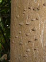 thorny stem. 2004-04-13, Sony Cybershot DSC-F717. keywords: tree, sem, thorns
