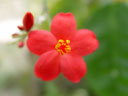 focussing on the stamens