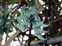 blue jade (strongylodon macrobotrys). 2004-04-13, Sony Cybershot DSC-F717.