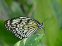 butterfly. 2004-04-13, Sony Cybershot DSC-F717. keywords: butterfly, insects, white