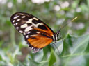 butterfly. 2004-04-13, Sony Cybershot DSC-F717.