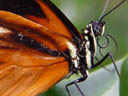 butterfly. 2004-04-13, Sony Cybershot DSC-F717.