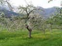 blooming apple trees. 2004-04-24, Sony Cybershot DSC-F717.