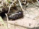 field-cricket (gryllus campestris)