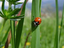 ladybug (coccinella septempunctata). 2004-04-27, Sony Cybershot DSC-F717.