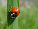 ladybug closeup. 2004-04-27, Sony Cybershot DSC-F717.