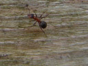 southern wood ant (formica rufa)