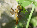 dragonfly. 2004-04-28, Sony Cybershot DSC-F717.