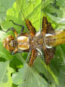 dragonfly. 2004-04-28, Sony Cybershot DSC-F717.