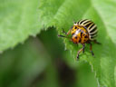 colorado beetle (leptinotarsa decemlineata). 2004-05-02, Sony Cybershot DSC-F717.