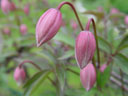 waldrebe (clematis sp.) || foto details: 2004-05-02, rum, austria, Sony Cybershot DSC-F717. keywords: knospen, buds, pink, rosarot