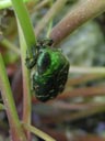 rose chafer (cetonia aurata)