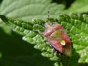sloe bug (dolycoris baccarum)