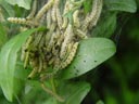 raupen einer gespinstmotte (yponomeuta sp.) || foto details: 2004-05-31, rum, austria, Sony Cybershot DSC-F717. keywords: catterpillars