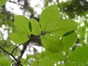 beech leaves (fagus sylvatica)