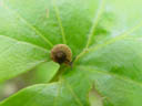 tiny snail. 2004-06-05, Sony Cybershot DSC-F717.