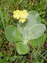 auricula (primula auricula). 2004-06-06, Sony Cybershot DSC-F717.