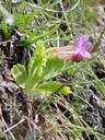 auricula (primula pubescens)