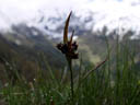 grass bloom. 2004-06-06, Sony Cybershot DSC-F717.