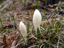 spring crocus (crocus albiflorus)