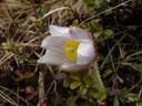 european pasqueflower (pulsatilla vulgaris) ?. 2004-06-06, Sony Cybershot DSC-F717.