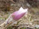 european pasqueflower (pulsatilla vulgaris) ?. 2004-06-06, Sony Cybershot DSC-F717.