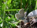 small blue (cupido minimus). 2004-06-06, Sony Cybershot DSC-F717.